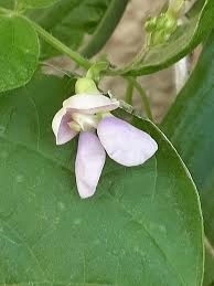 Semillas de Poroto Balina de Rama