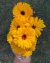 Semillas de Caléndula MIXTURE (Calendula officinalis) - comprar online
