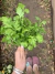 Semillas de Perejil Liso (Petroselinum Crispum) - comprar online