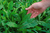 Semillas de Achicoria fina de Cortar (Chichorium intibus) - comprar online