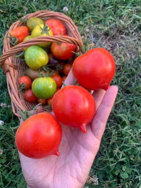 Semilllas de Tomate Anna's Multiflora