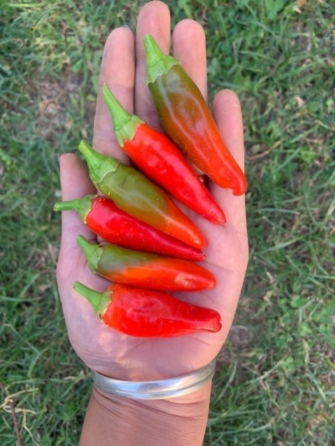 Semillas de Ají Peperoncino