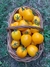 Semillas de Tomate Anna Herman - Siembra Feliz