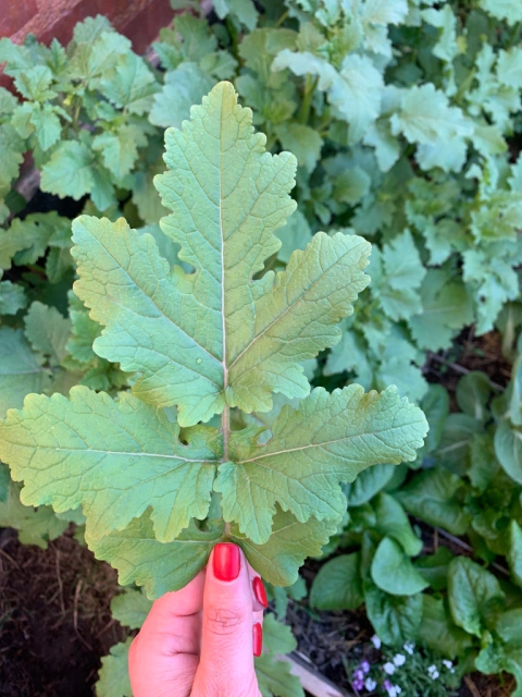 Semillas de Mostaza Blanca (Sinapis alba)