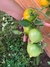Semillas de Tomate Anna Herman - Siembra Feliz