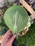 Semillas de Pak Choi