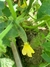 Semillas de Pepino Poinsett (Cucumis sativus) - comprar online