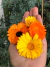 Semillas de Caléndula MIXTURE (Calendula officinalis) en internet