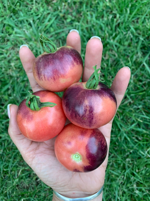 Semillas de Tomate Joya Amatista