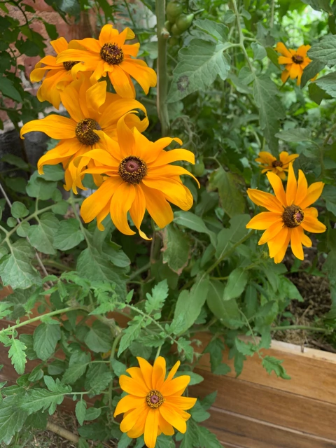 Semillas de Flor Rudbekia Marmalade Mix (Rudbeckia hirta)