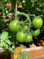 Semillas de Tomate Cherry Sunrise Bumblebee