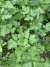 Semillas de Perejil Liso (Petroselinum Crispum) - Siembra Feliz