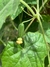 Imagen de Semillas de Cucamelon (Melothria scabra)