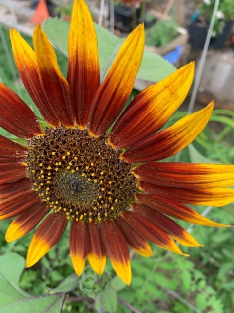 Semillas de Girasol Red Sun