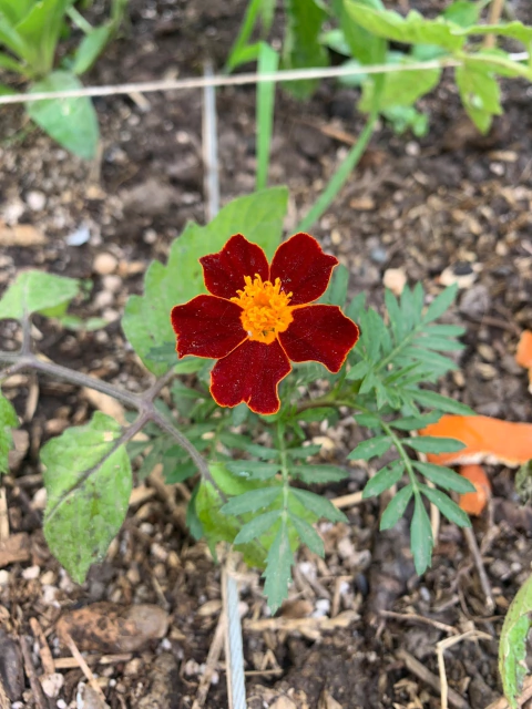 Semillas de Copete Enano