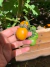 Semillas de Tomate Cherry Sunrise Bumblebee - comprar online