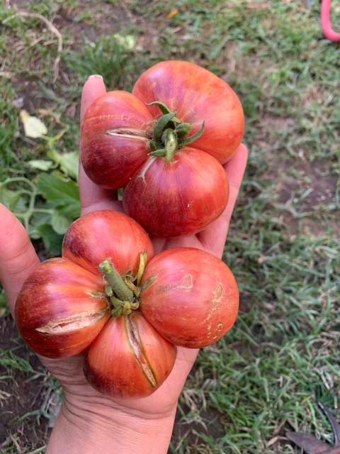 Semillas de Tomate Red Beauty