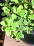 Semillas de Orégano Vulgare (Origanum vulgare) en internet