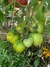 Semillas de Tomate Anna Herman - tienda online