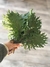 Semillas de kale Red Russian