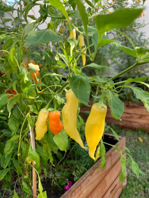 Semillas de Aji Picante