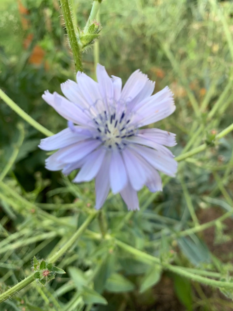 Semillas de ACHICORIA Hoja Ancha Doble
