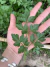 Semillas de Perejil Liso (Petroselinum Crispum) - tienda online