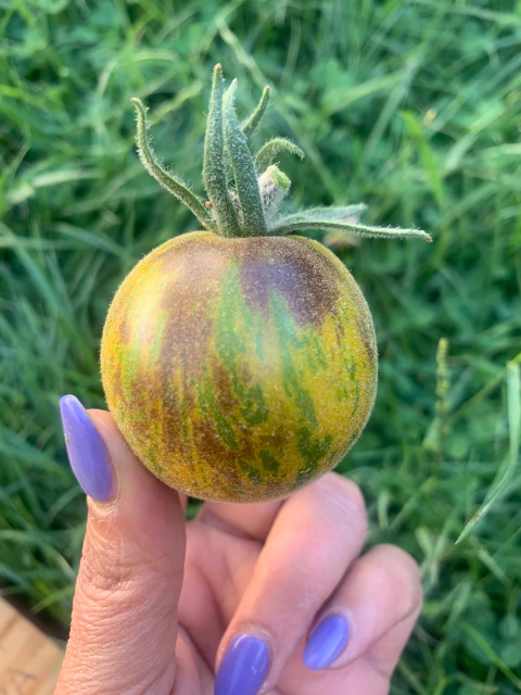 Semillas de Tomate Extravagante Rouffiange