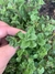 Semillas de Orégano Vulgare (Origanum vulgare) - comprar online