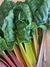 Semillas de Acelga Penca Amarilla (Beta vulgaris var. cicla,) - comprar online
