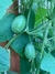 Semillas de Cucamelon (Melothria scabra) en internet