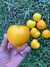 Semillas de Tomate Anna Herman