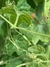 Semillas de Cucamelon (Melothria scabra) - tienda online
