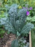 Semillas de Kale Mix (Brassica oleracea var. sabellica) - comprar online