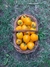 Semillas de Tomate Anna Herman en internet