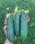 Semillas de Pepino Poinsett (Cucumis sativus) en internet