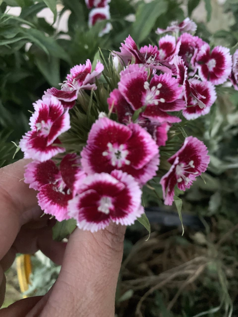 Semillas de Clavelina (Dianthus Barbatus)