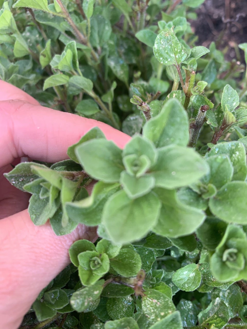 Semillas de Orégano Vulgare (Origanum vulgare)