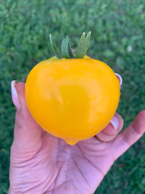 Semillas de Tomate Anna Herman