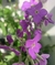 Combo de Semillas de Flores para todo el año (10 variedades) en internet
