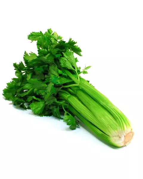 Semillas de Apio Pascal Gigante (Apium Graveolen Var. Dulce)