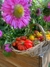 Combo de Semillas de Flores para todo el año (10 variedades) - Siembra Feliz