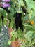 Semillas de Pimiento Cuerno de Toro Violeta (Capsicum annuumia) en internet