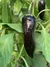 Imagen de Semillas de Pimiento Cuerno de Toro Violeta (Capsicum annuumia)
