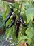 Semillas de Pimiento Cuerno de Toro Violeta (Capsicum annuumia) - Siembra Feliz