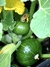 Semillas de Zapallito Verde de Tronco (Curcubita Máxima)