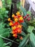 Semillas de flor Asclepias (curassavica)