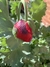 Semillas de Amapola Peonia (Papaver somniferum) - comprar online