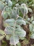 Semillas de Tomate Extravagante Rouffiange - comprar online