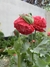 Semillas de Amapola Peonia (Papaver somniferum) - comprar online